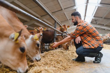 Genç çiftçi, modern bir ahırda sığırları otlatıp besliyor, çiftlik hayvanlarına ve sürdürülebilir tarıma ilgi gösteriyor.