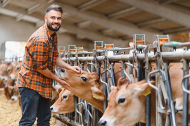 Genç çiftçi, inek ahırında bir forma ineğini okşuyor ve modern süt ürünleri yetiştiriyor.