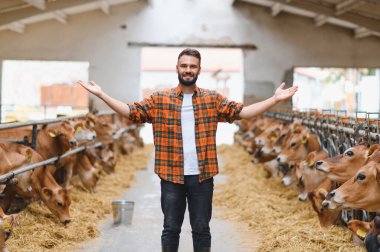 Genç çiftçi gururla sunar formalı ineklerini modern bir mandıranın ahırında saman yiyorlar.