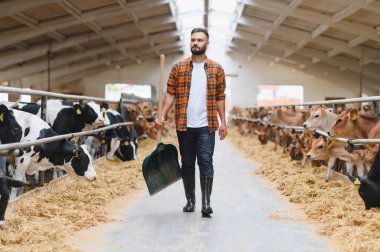 Ahırda yürüyen çiftçi, elinde kürekle inekleri ve buzağıları kontrol ederken kırsal alanda saman yiyor.
