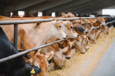 Modern bir ahırda samanla beslenen Jersey inekleri sürdürülebilir süt ürünleri yetiştirme uygulamalarını temsil ediyorlar.