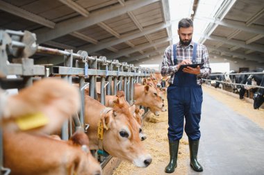 Dijital tablet kullanan çiftçi forma sığırlarını bir ahırın içinde yönetiyor, modern tarım uygulamalarını sergiliyor.