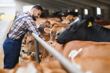 Genç çiftçi, sürdürülebilir tarım ve çiftlik hayvanlarını temsil eden, modern bir ahırda Jersey ineklerini okşuyor.
