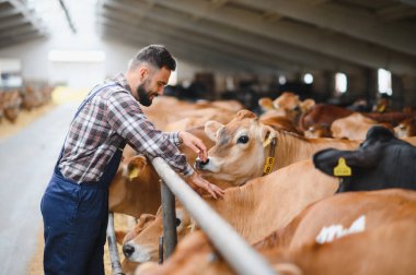 Genç çiftçi ahırın içinde Jersey ineklerine bakıyor. Aşkla ve adanmışlıkla buzağıyı okşuyor. Modern hayvancılık sergiliyor.