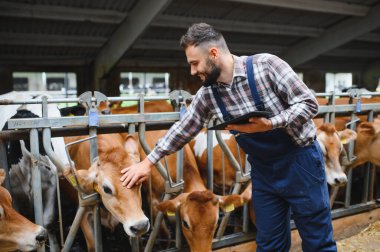 Çiftçi, modern süt çiftliğinde elinde tablet tutarken Jersey sığırlarını okşarken teknoloji ve hayvancılık arasındaki bağlantıyı gözler önüne seriyor.