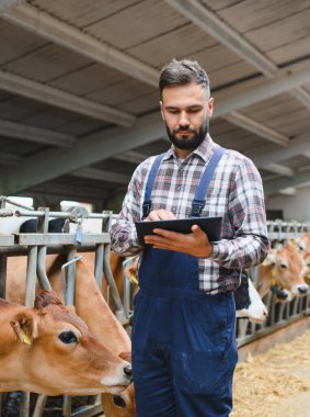 Çiftçi, modern bir ahırda çalışırken ve Jersey ineklerine bakarken dijital tablet kullanıyor.