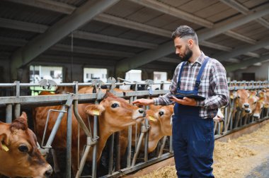 Genç çiftçi, mandıradaki ahırda dijital tablet kullanıyor ve Jersey ineğini okşuyor. Teknoloji ve geleneksel tarım arasındaki bağlantıyı gözler önüne seriyor.
