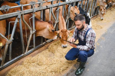 Çiftçi çömelmiş ve dijital tablet kullanırken ahırda saman yiyen Jersey sığırlarını inceliyor.