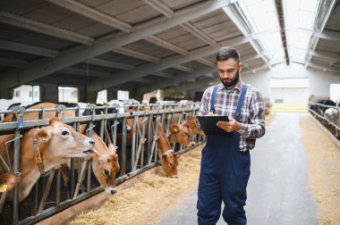 Genç çiftçi, modern mandıra çiftliğinde samanla beslenen inekleri incelerken panoya notlar yazıyor.