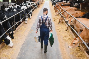 Çiftçi bir inek ahırında elinde bir kova kürekle yürüyor, süt inekleri sürüsüyle ilgileniyor.