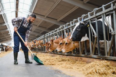 Çiftçi, modern bir ahırın içindeki Jersey ineklerine saman dağıtmak için yabası kullanıyor. Çiftlik hayvanlarının günlük bakımını ve beslenmesini gösteriyor.
