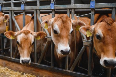 Jersey inekleri saman yiyor, modern tarım uygulamaları ve sürdürülebilir tarım sergiliyorlar.