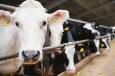 Mandıra inekleri, geniş, modern bir ahırın içinde, hareketli bir çiftlik hayvanının çiftliğinde samanları kemirerek kırsal tarımın özünü gözler önüne seriyor.