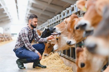 Çiftçi çömelmiş ve Jersey ineklerini modern bir ahırda besliyor, çiftlik hayvanları bakımını ve tarım uygulamalarını sergiliyor.