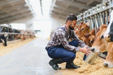 Geniş, modern bir ahırda Jersey ineklerini besleyen genç çiftçi, sürdürülebilir süt ürünleri üretimine katkıda bulunurken sağlıklarını sağlıyordu.