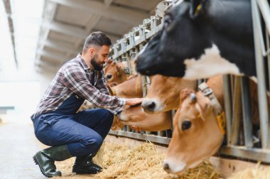 Çiftçi ahırda Jersey ineklerini okşarken tarımda insan ve hayvan arasındaki bağlantıyı gözler önüne seriyor.