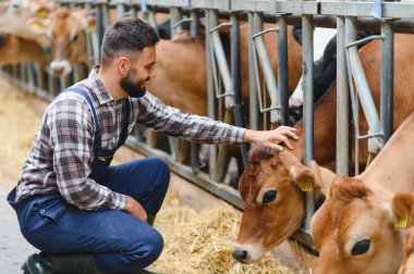 Genç çiftçi ahırda bir forma ineğini okşuyor, modern tarımda insan ve hayvan arasındaki bağı gösteriyor.