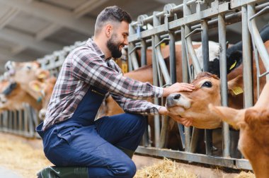 Çiftçi modern bir ahırda bir ineğin kafasını nazikçe okşar, sürdürülebilir tarım uygulamalarında insanlar ve hayvanlar arasındaki bağı vurgular.