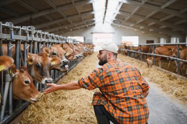 Çiftçi, mandıra çiftliğindeki modern bir ahırda Jersey ineklerine saman besliyor, çiftlik hayvanları bakımını ve tarım uygulamalarını sergiliyor.