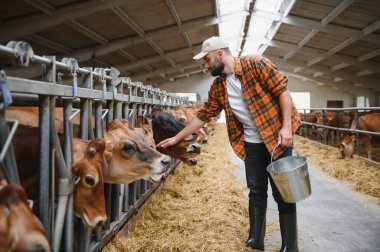 Çiftçi, elinde metal bir kova tutarak ahırda Jersey ineklerini okşarken çiftlik hayvanlarıyla olan bağının keyfini çıkarıyor.