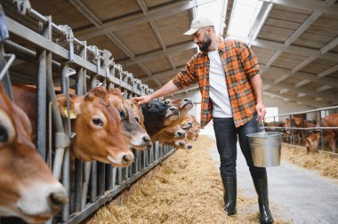 Çiftçi ahırın kırsal cazibesiyle çevrili ahırın içinde metal bir kova tutarak Jersey sığırlarını nazikçe okşuyor.