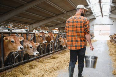 Metal bir kova taşıyan çiftçi ahırda yürüyor, kalabalık bir mandıra çiftliğinde sığırları besliyor.