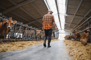 Çiftçi saman ve samanla dolu bir ahırda Jersey sığırlarını beslerken elinde metal bir kovayla ahırda yürüyor.