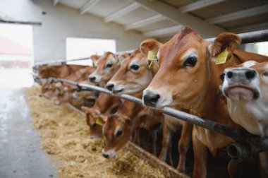 Jersey süt inekleri çiftlikte saman yiyorlar, modern çiftlik hayvanlarını ve sürdürülebilir tarım uygulamalarını temsil ediyorlar.