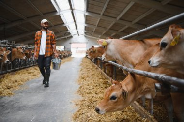 Çiftçi, çiftlik hayvanlarının çiftliğindeki ahırda saman yiyen Jersey sığırlarının yanında yürüyen metal bir kova taşıyor.