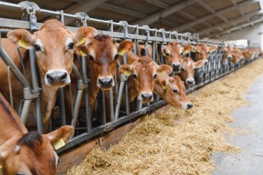 Kulaklık takan Jersey inekleri modern bir ahırda samanla besleniyor ve sürdürülebilir tarım uygulamaları sergiliyorlar.