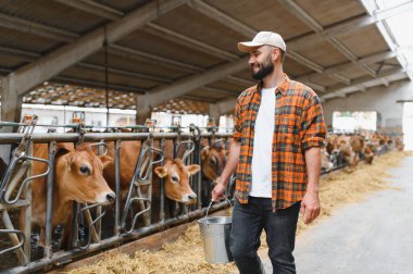 İnek ahırında yürüyen gülen çiftçi, elinde metal bir kova taşırken rahat ahır ortamında Jersey ineklerini gözlemliyordu.