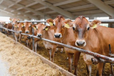 Jersey inekleri ahırlarında duruyor, bir mandıra çiftliğindeki samanlıkta besleniyor, sürdürülebilir tarım ve çiftlik hayvanları yönetimini sergiliyorlar.