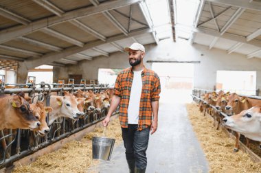 Genç çiftçi ahıra giriyor ve elinde metal bir kova taşıyor. Jersey sığırları ahırlarında saman yiyor.