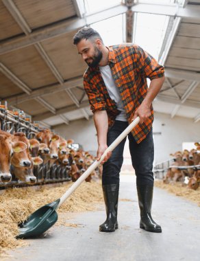 Genç çiftçi kürekle buzağıları besliyor, bir mandıra çiftliğinde çiftlik hayvanlarına bakıyor ve kırsal alanda onların sağlığını sağlıyordu.