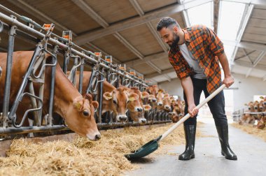Genç çiftçi, inek ahırında Jersey inekleri için saman serpmek için yabası kullanıyor. Kırsal alanda çiftlik hayvanlarına özenle bakıyor.