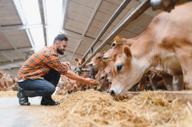 Çiftçi Jersey sığırlarını samanla besliyor, modern bir süt çiftliği ortamında sürdürülebilir uygulamalar sergiliyor.