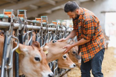 Çiftçi, modern bir ahırda Jersey ineklerine bakıyor, sevgi ve adanmışlıkla buzağıyı okşuyor, çiftlik hayvanlarını yetiştiriyor.