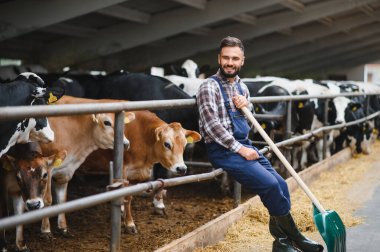 Gülümseyen genç çiftçi inek ahırında kürek tutuyor, Jersey ve Holmes inekleriyle çevrili, kırsal tarım ruhunu somutlaştırıyor.