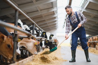 Tulum ve bot giyen genç çiftçi, rahat bir ahırda inekleri beslemek için saman kürekliyor, hayvanlara özen ve adanmışlıkla bakıyor.