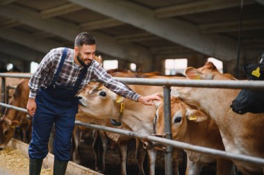 Gülümseyen çiftçi ahırın içinde Jersey sığırlarını okşarken tarım ortamında insan ve çiftlik hayvanları arasındaki bağlantıyı gözler önüne seriyor.