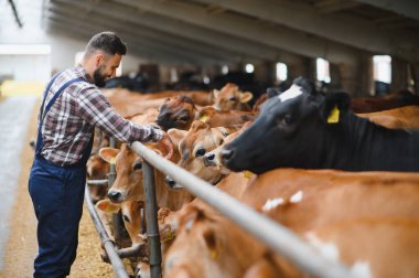 Genç çiftçi, çiftlik hayvanlarının refahını sağlamak için inekleri ahır çiftliğinde besliyor.