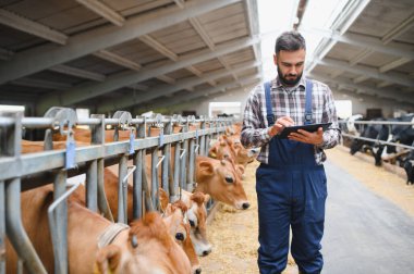 Çiftçi ahırda tablet kullanıyor, Jersey sığırlarının yanında yürüyor, çiftlik hayvanlarını yönetiyor ve tarım alanında modern teknolojileri kullanıyor.