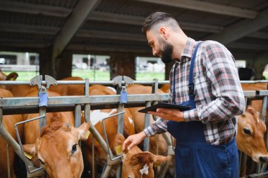 Çiftçi, modern tarımda Jersey ineğini sabit ve sergilenen teknolojide okşarken dijital tablet kullanıyor.