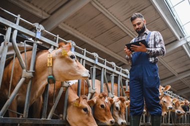 Modern bir mandıra çiftliğinde çalışırken ve Jersey sığırlarına bakarken dijital tablet kullanan çiftçi