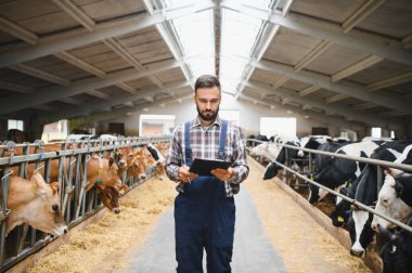 Genç çiftçi çiftlik hayvanlarını izlemek ve ideal bakım ve yönetim sağlamak için dijital tablet kullanarak ahırda yürüyor.