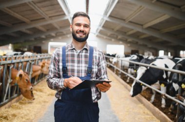 Genç çiftçi inek ahırında ineklerin arasında yürürken bir panoya notlar yazıyor, gülümsüyor ve kırsal atmosferin tadını çıkarıyor.