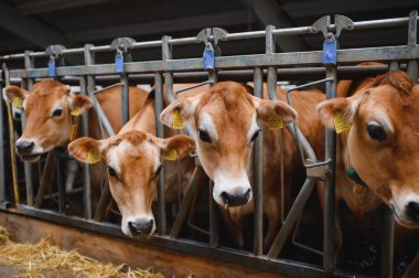 Jersey inekleri modern bir ahır ahırında samanla besleniyor, sürdürülebilir tarım uygulamaları sergiliyorlar.