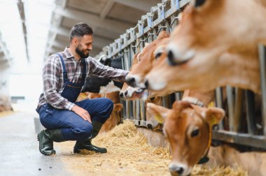 Çiftçi ahırın içinde çömelmiş ve Jersey ineklerini okşuyor. Modern tarımda çiftçi ve çiftlik hayvanları arasındaki bağlantıyı gözler önüne seriyor.