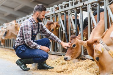 Genç çiftçi, çiftçi ve çiftlik hayvanları arasındaki bağın göstergesi olarak bir çiftlikte ahırın içinde bir forma ineğini okşuyor.