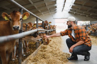 Genç çiftçi rahat bir ahırda Jersey sığırlarını okşuyor. Geleneksel bir kırsal alanda çiftlik hayvanlarını besliyor.